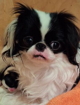 Kleine Japan Chin - Lebach