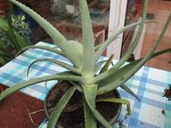Zimmerpflanze Aloe Vera 60 cm - Ratzeburg