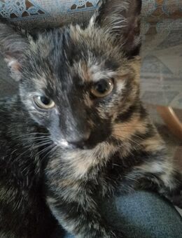 Glückskatze, Kitten, Fichtelgebirge, Katzenbaby - Marktleuthen Zentrum