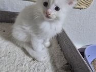 Reinrassige Maine coon kitten - Offenbach (Main)