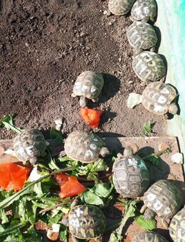 Griechische Landschildkröten, testudo hermanni boettgeri - Fürth