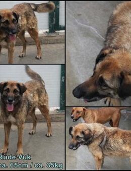Vuk Schäferhund Mischling Rüde sucht - Margetshöchheim