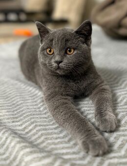 Bkh Katze - Buchholz (Nordheide) Zentrum