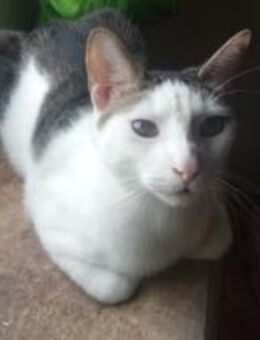 Ronald-Zuhause für besonderen Kater - Bad Camberg