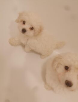 Malteser Welpen - Köln