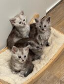 Maine Coon Kitten Mädchen Poly in 25436