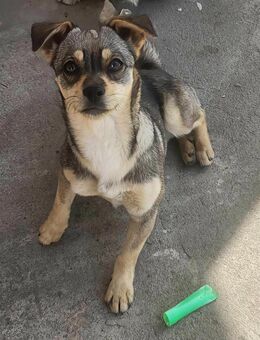 FELICE ♥ Sollte erschossen werden... - Uetze