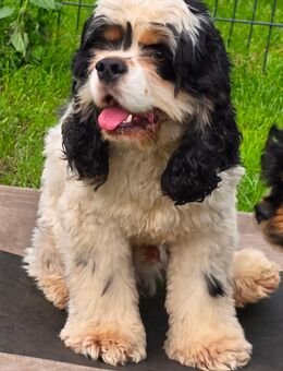 American Cocker Spaniel Rüde - Rotenburg (Wümme)