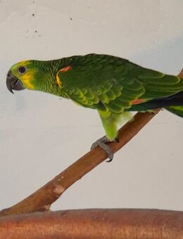 Blaustirnamazonen - Bad Wildungen