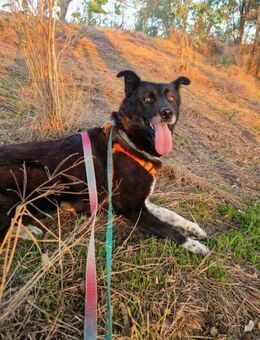 Emma; hochträchtig und obdachlos - Geilenkirchen