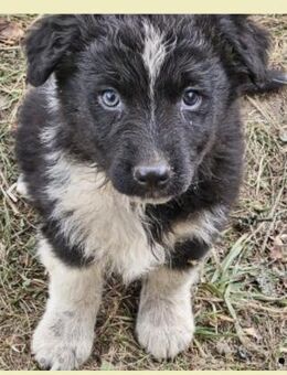 Kleine, freche Lycka sucht Familie - Leonberg (Baden-Württemberg)