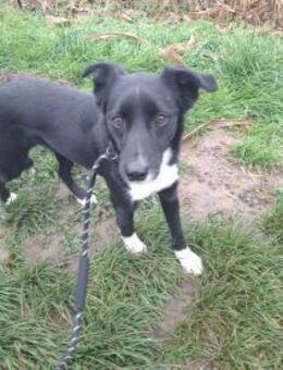 Claudia zarte Elfe sucht ihre Menschen - Neuried (Baden-Württemberg)