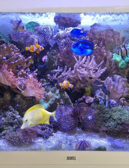 Meerwasser Aquarium komplett mit viel Zubehör - Gelsenkirchen Schalke