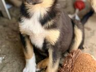 Toshiko sucht ihre Familie - Bochum
