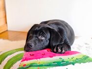 Reinrassige Labrador Retriever Welpen - zuckersüß und bereit für ein neues Zuhause! - Kempten (Allgäu)