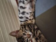 Bengal Kater zu verkaufen - Remshalden