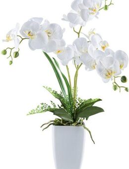 Kunstorchidee Orchidee Phalaenopsis, Creativ green, Höhe 67 cm, mit Farnzweigen