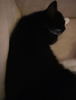 Maine Coon Mix Kätzchen - Belm