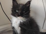Hübsche reinrassige Maine Coon Kitten - Essen