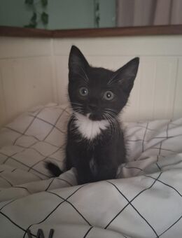 Kitten EKH Mix - Hamm