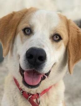 Nikki, geb. ca. 06/2022, Griechenland - Markdorf