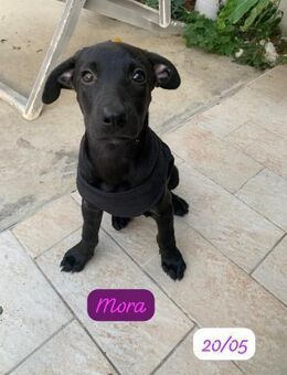 Mora. Zuhause gesucht - Heinsberg