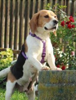 Tylda sucht liebevolle Familie.... - Hagen (Stadt der FernUniversität)