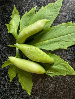 Inka - Gurke - Stuttgart
