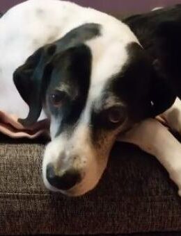 Biscuit wartet in München - Mettmann