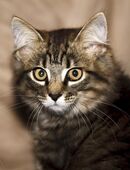 Kitten abzugeben in 58769