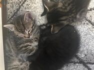 🐱 2 süße Kätzchen suchen ein liebevolles Zuhause 🏡 - Selters (Taunus)