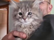 Main Coon/Perser Babys zu verkaufen - Zossen