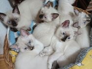 Siam, Thai, Kitten, Reinrassig, Tortie-Point, Seal-Point, Babys, Kätzchen, Katze, Kater, Männlich, Weiblich - Celle