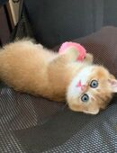 Reinrassige BKH-Kitten (black golden shaded & black golden tabby ticked) mit Stammbaum und Impfungen in 76532