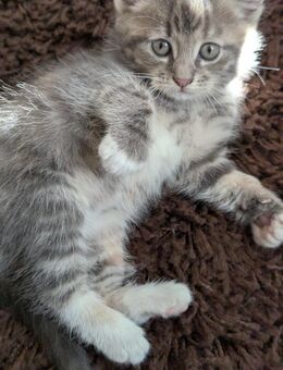 Süße blau-graue, Weiß,bunte Maine coon Perser BKH katze - Kyritz