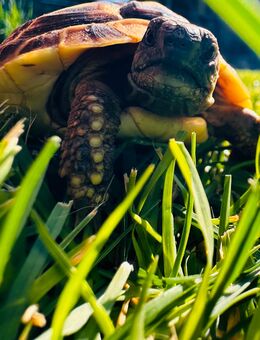 2 Griechische Landschildkröten 1 Jahr jung mit Gehege - Zülpich