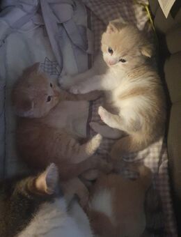BKH Kitten abzugeben - Marl (Nordrhein-Westfalen)