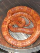 Kornnatter Schlange in 37586