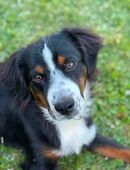 Mini Australien Shepherd zu verkaufen in 94161