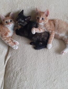 Katzenbabys, 12 Wochen alt, roter Kater - Brilon