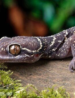 🦎 3 Blattzehengeckos + komplett ausgestattetes Terrarium zu verkaufen 🦎 - Oranienburg