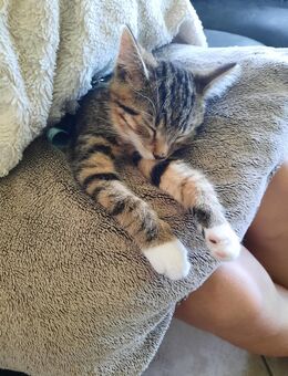 Kitten, Wurf mit 3 Kätzchen, 2 Kater, 1 Katze, 13 Wochen - Brilon