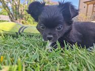 Langhaar Chihuahua Mädchen abzugeben - Oechsen