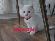 BKH/Ragdoll Kitten - Gummersbach Zentrum