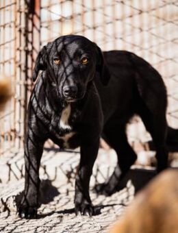 Schmusepfote♥Cassia♥tolle Familienhündin - Hamburg