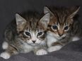 Zwei süße Babykitten Kitten Katzen suchen ein liebevolles Zuhause in 42115