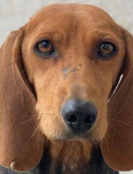 Tivra, geb. ca. 04/2023, GRIECHENLAND - Euskirchen