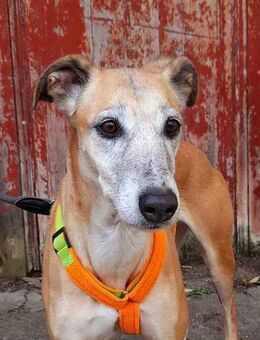 Estrella, fast ein Galgo - Hückelhoven