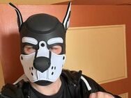 Puppy Mask Gay/ Fetisch/CSD/Rollenspiele - Flensburg Innenstadt