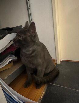 Britisch Kurzhaar Kitten (grau, 8 Monate) mit Zubehör abzugeben - Bremen
